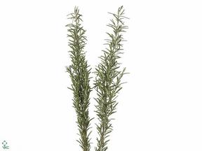 Rosmarinus officinalis CZ