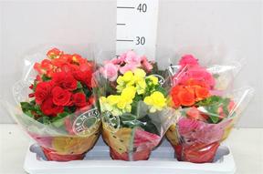 Begonia elatior mix