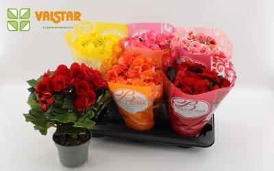 Begonia elatior mix
