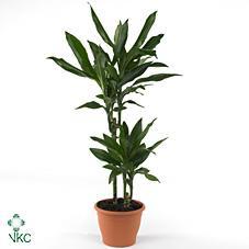 Dracaena fra. Compacta