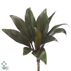 Dracaena fra. Compacta