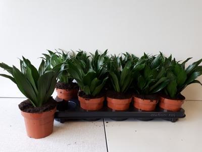 Dracaena fra. Compacta