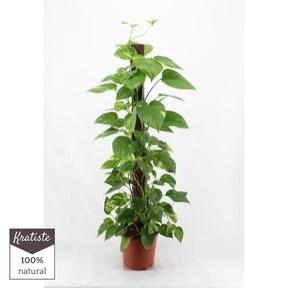 Epipremnum aureum