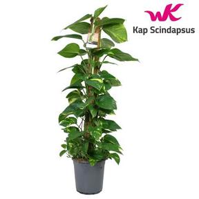 Epipremnum aureum