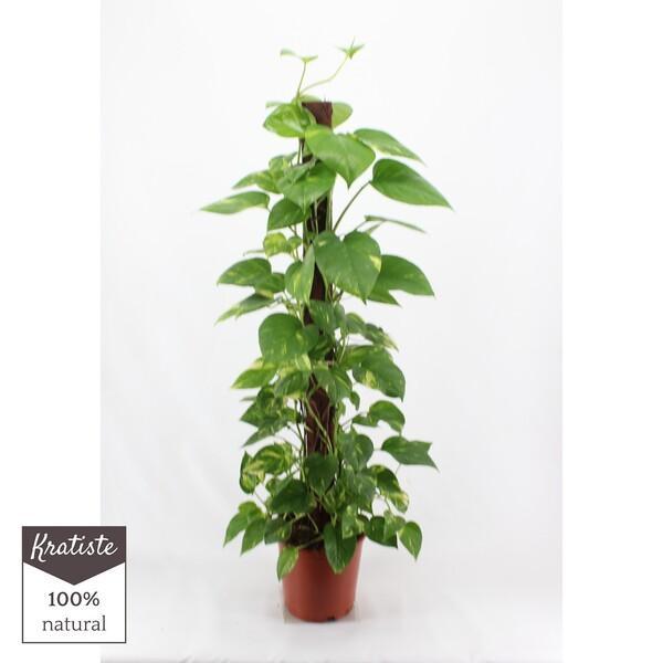 Epipremnum aureum