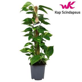 Epipremnum aureum mosstok