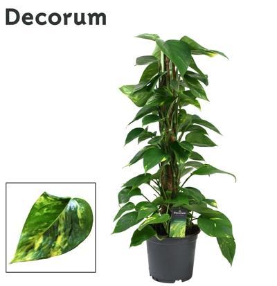 Epipremnum aureum mosstok