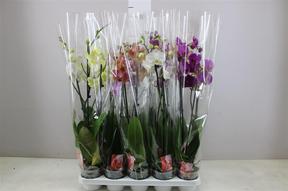 Phalaenopsis mix 2tak 18+