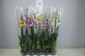 Phalaenopsis mix 2tak 18+