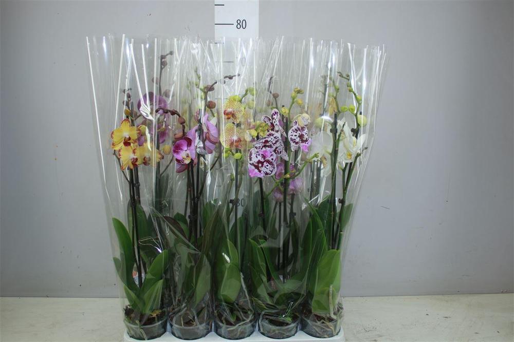 Phalaenopsis mix 2tak 18+
