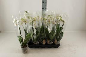 Phalaenopsis white 2tak 14+