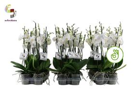 Phalaenopsis white 2tak 14+