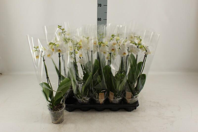 Phalaenopsis white 2tak 14+