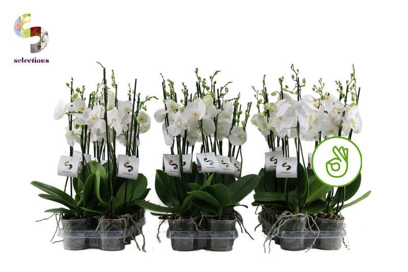 Phalaenopsis white 2tak 14+