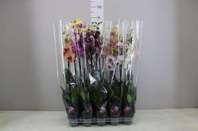 Phalaenopsis mix 2tak 18+