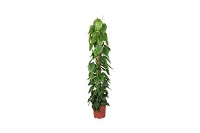 Philodendron scandens