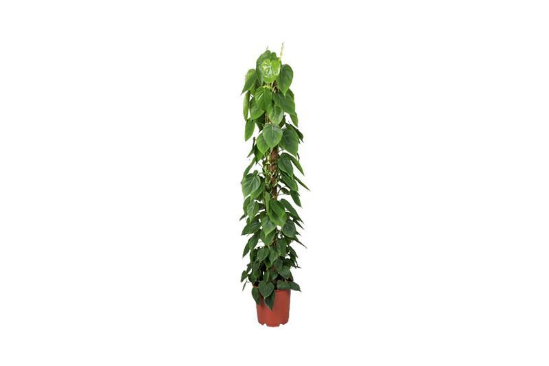 Philodendron scandens