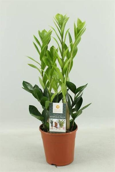 Zamioculcas EXX