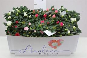 Rhododendron simsii mix