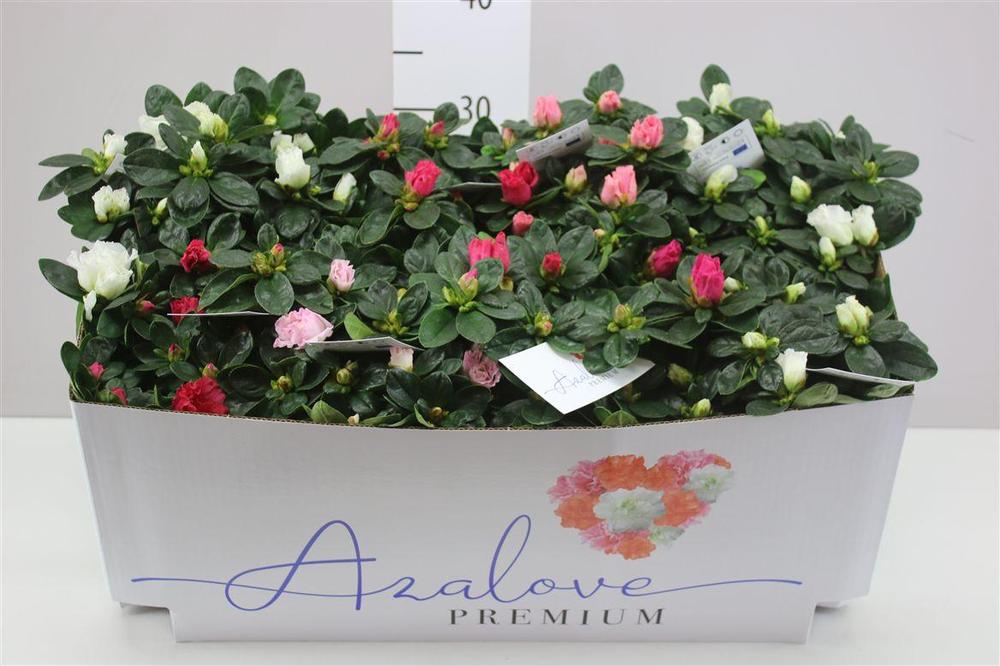 Rhododendron simsii mix