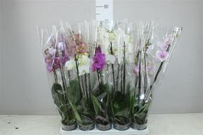 Phalaenopsis mix 2tak 14+