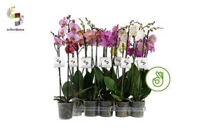 Phalaenopsis mix 2tak 14+