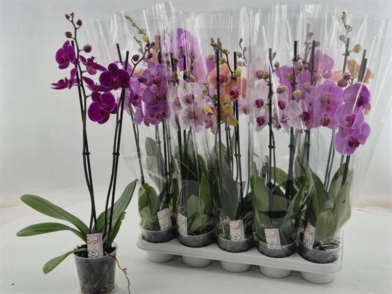 Phalaenopsis mix 2tak 14+
