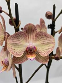 Phalaenopsis bicolor 2tak 16+