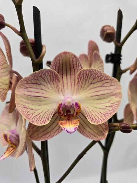 Phalaenopsis bicolor 2tak 16+