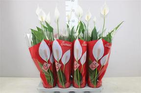 Spathiphyllum Sweet Chico 5+