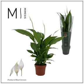 Spathiphyllum Sweet Chico 5+