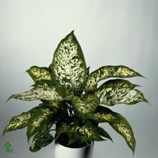 Dieffenbachia Compacta