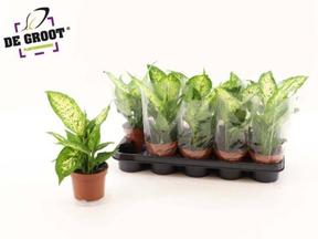 Dieffenbachia Compacta
