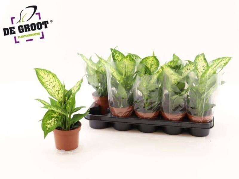 Dieffenbachia Compacta