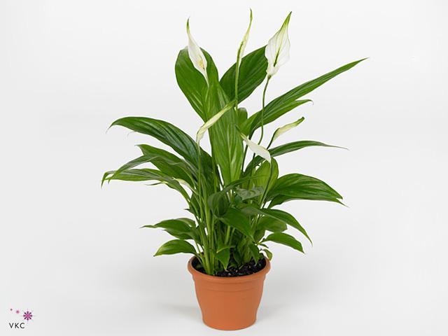 Spathiphyllum Pronto Cupido 5+