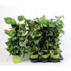 Epipremnum mix - sloupek