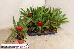 Guzmania Blitz