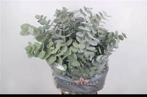 Zeleň - eucalyptus cinerea dlouhý - IT