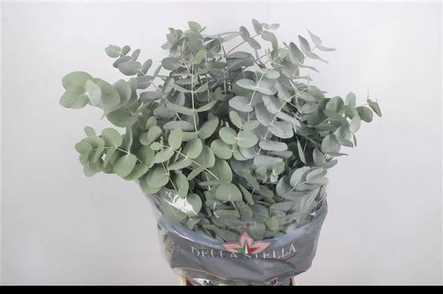 Zeleň - eucalyptus cinerea dlouhý - IT