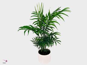 Chamaedorea elegans