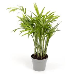 Chamaedorea elegans