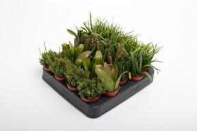 Rhipsalis mix
