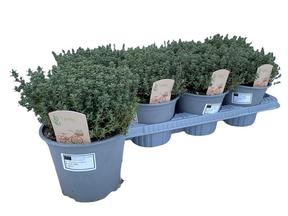 Thymus vulgaris