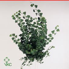 Hedera Wonder