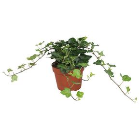 Hedera Wonder