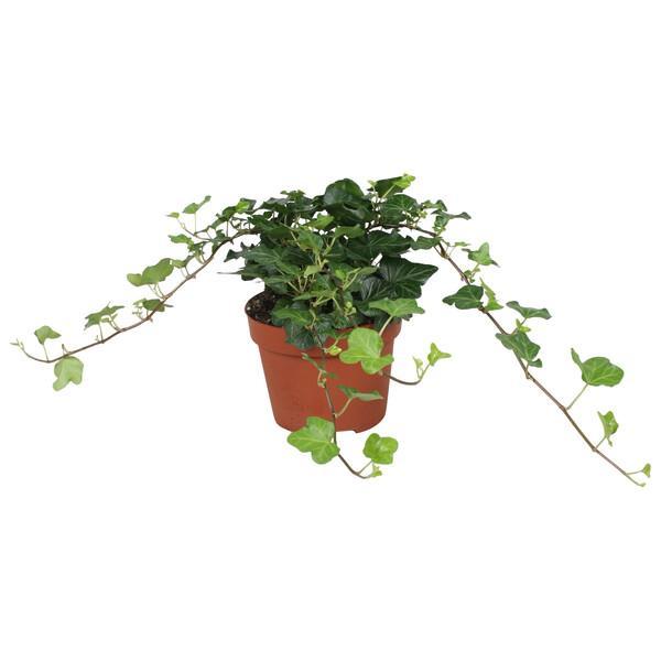 Hedera Wonder