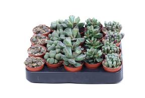 Lithops