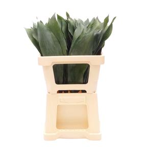 Zeleň - aspidistra střední bal.