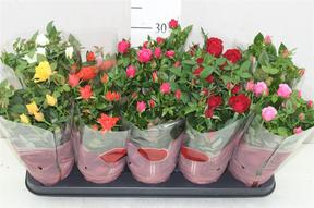 Rosa Star mix