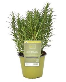 Rosmarinus officinalis